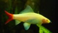 /album/importados-exoticos/labeo-bicolor-albino-jpg/
